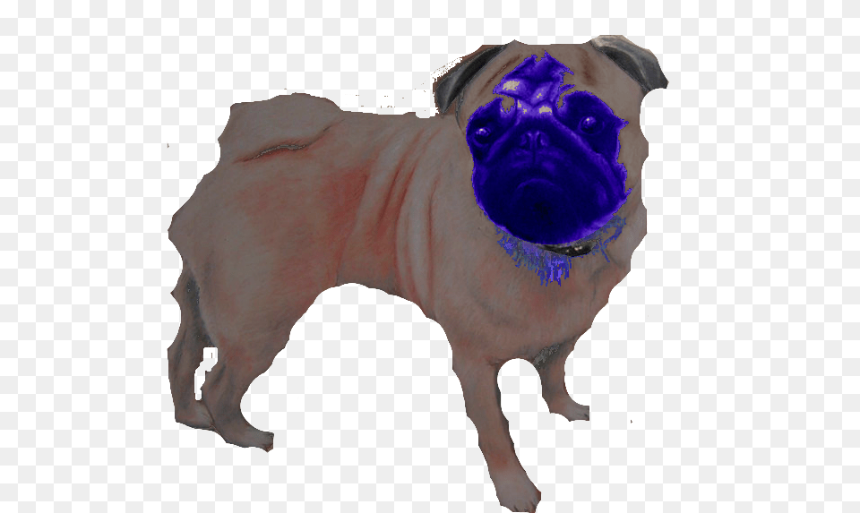 Pug, Pet, Mammal, Dog Png Image