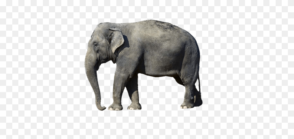 Image, Animal, Elephant, Mammal, Wildlife Png