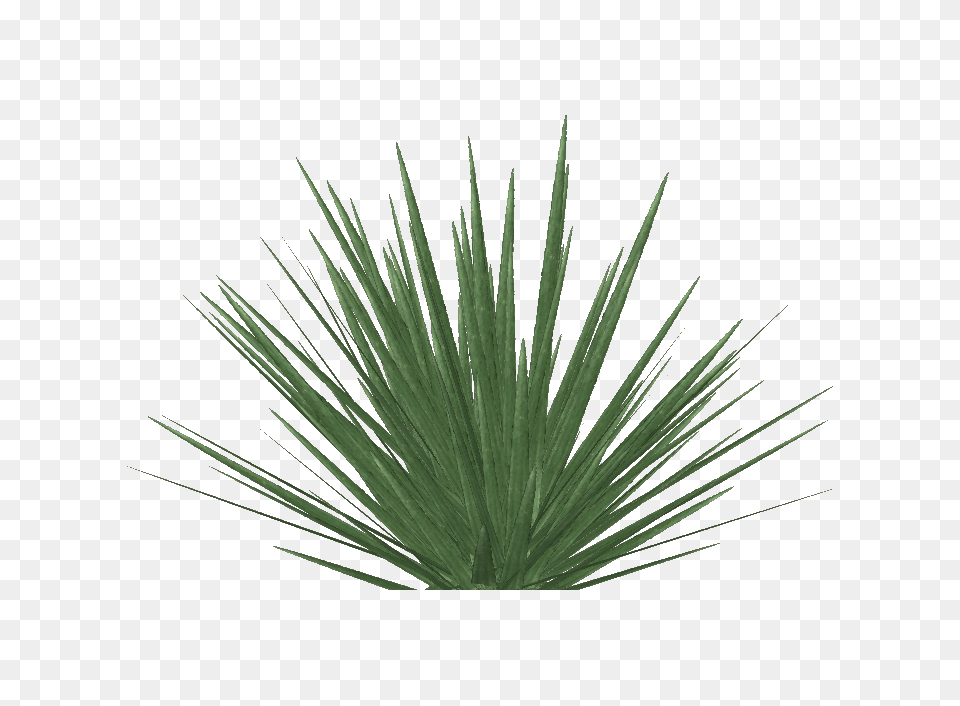 Agavaceae, Plant Png Image