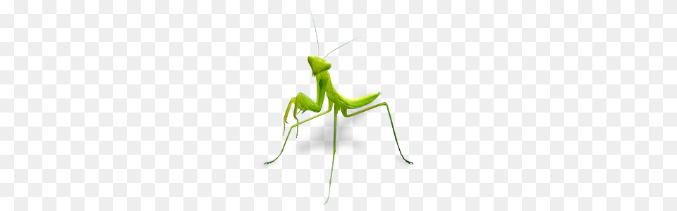 Image, Animal, Insect, Invertebrate, Mantis Free Png