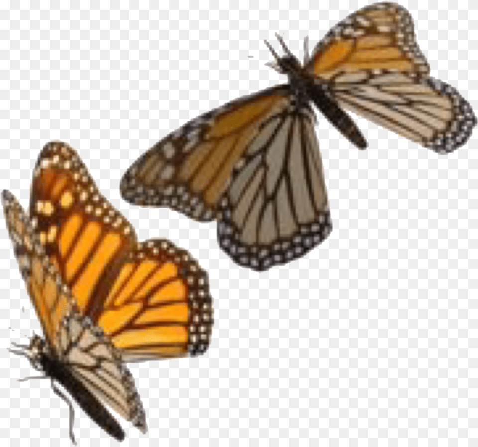 Image, Animal, Butterfly, Insect, Invertebrate Free Png