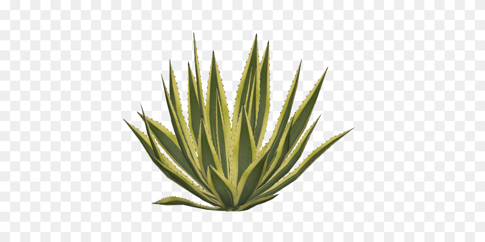 Plant, Aloe Png Image