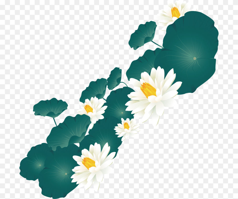 Flower, Plant, Daisy, Lily Png Image