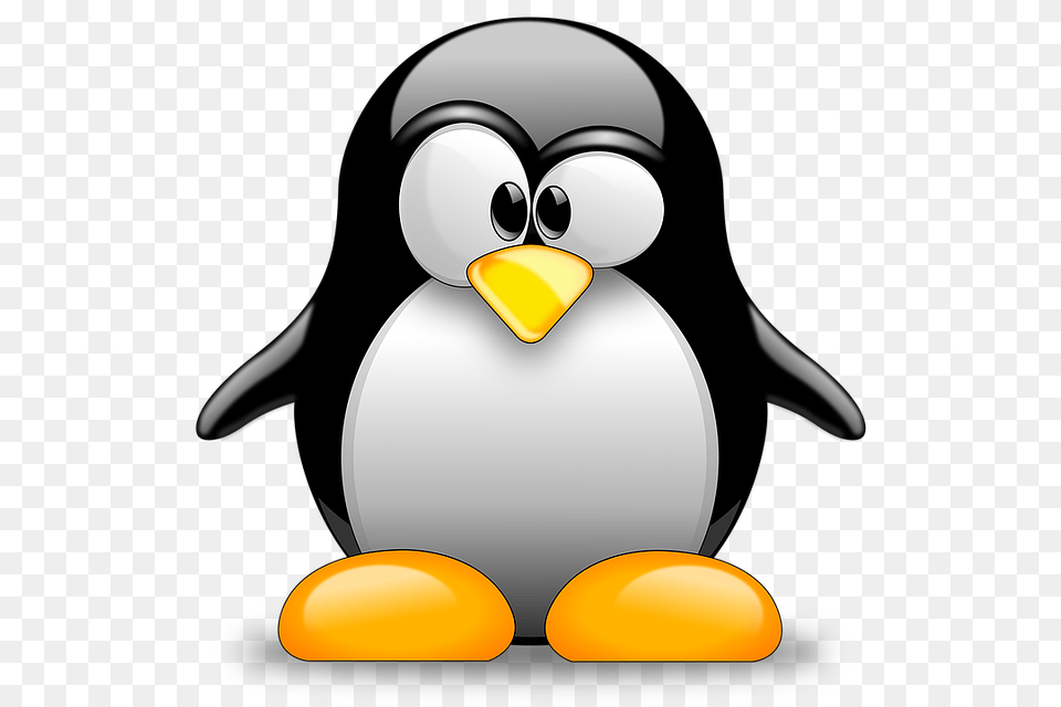 Image, Animal, Bird, Penguin, Nature Png