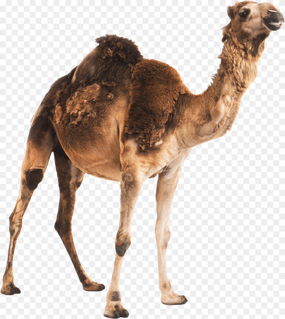 Animal, Camel, Mammal, Antelope Png Image