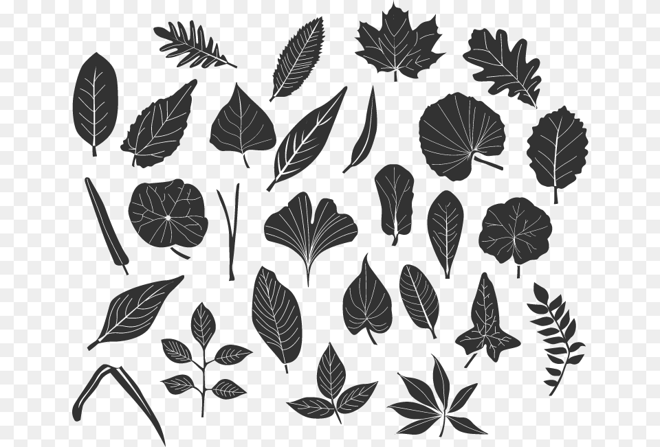 Image, Leaf, Plant, Silhouette, Stencil Png