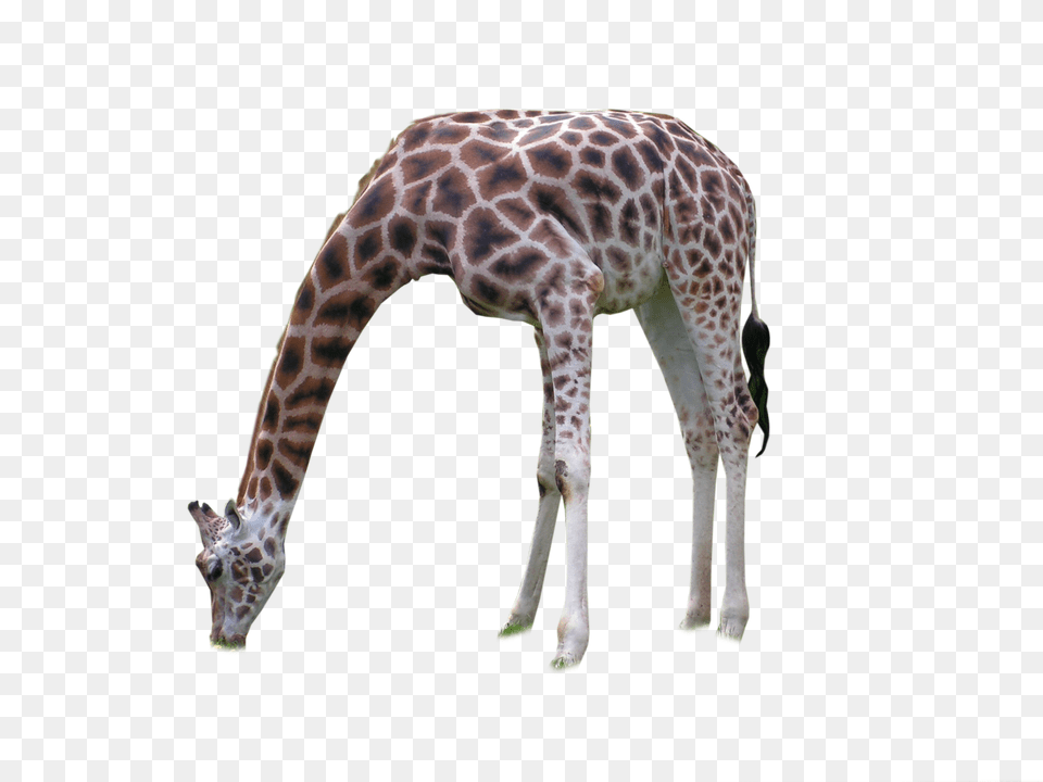 Image, Animal, Giraffe, Mammal, Wildlife Free Png Download