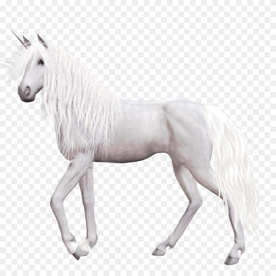 Image, Animal, Horse, Mammal, Stallion Free Png Download