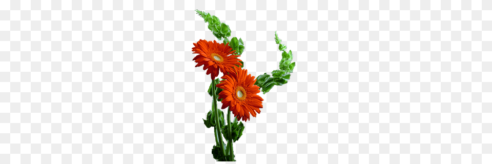 Image, Daisy, Flower, Flower Arrangement, Plant Free Png