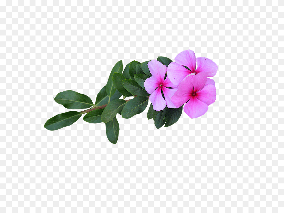 Image Flower, Geranium, Petal, Plant Free Png