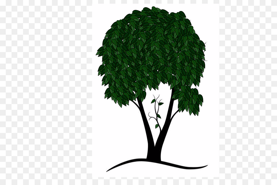 Oak, Plant, Sycamore, Tree Png Image