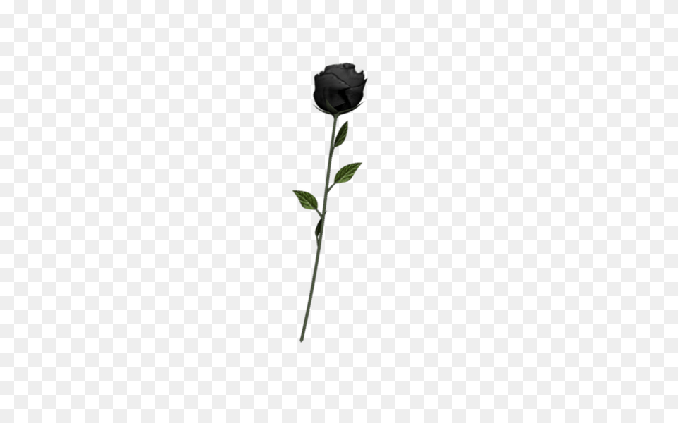Image, Flower, Plant, Rose, Bud Png
