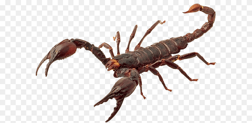 Image, Animal, Food, Invertebrate, Lobster Free Png