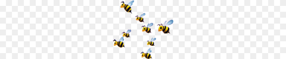 Animal, Invertebrate, Insect, Honey Bee Png Image