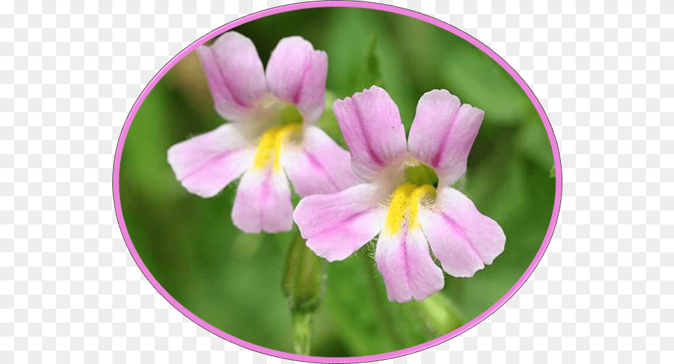 Image, Flower, Petal, Plant, Geranium Free Transparent Png