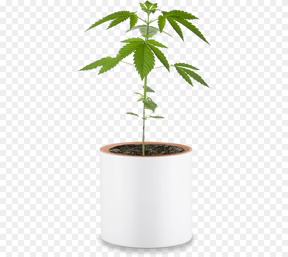 Vase, Pottery, Potted Plant, Planter Png Image