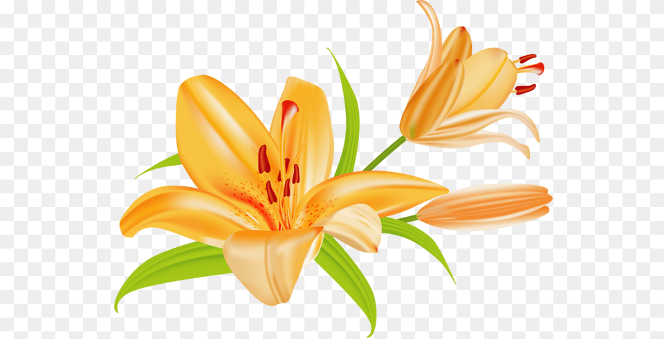 Anther, Flower, Plant, Lily Png Image