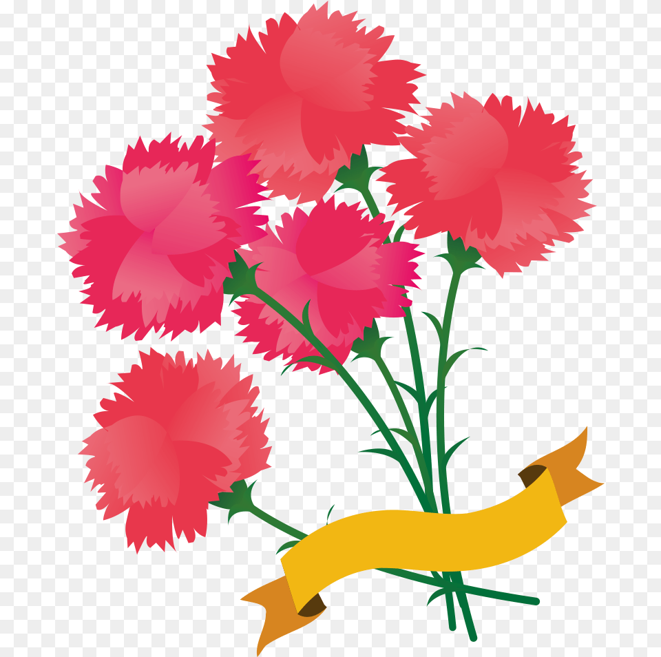 Carnation, Flower, Plant Png Image