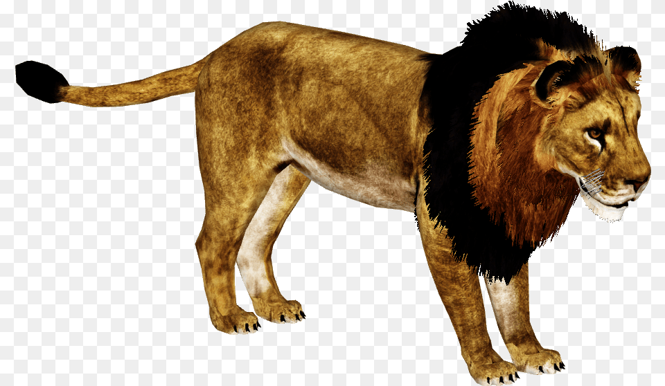 Image, Animal, Lion, Mammal, Wildlife Png