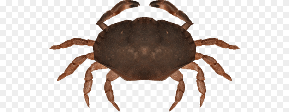 Image, Animal, Crab, Food, Invertebrate Free Transparent Png