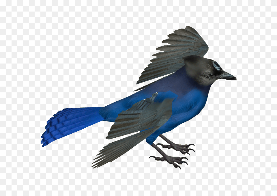 Animal, Bird, Jay, Blue Jay Png Image