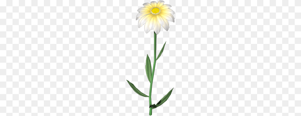 Image, Daisy, Flower, Petal, Plant Free Png Download