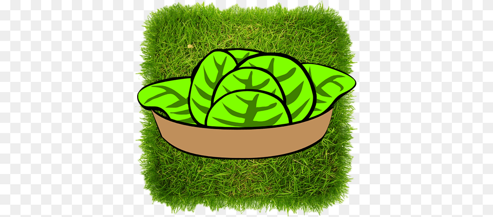 Image, Grass, Green, Moss, Potted Plant Free Transparent Png