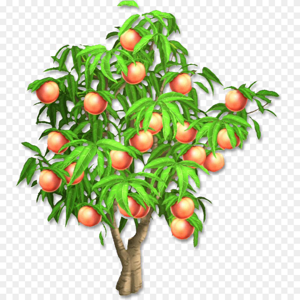 Image, Conifer, Food, Fruit, Plant Free Png Download