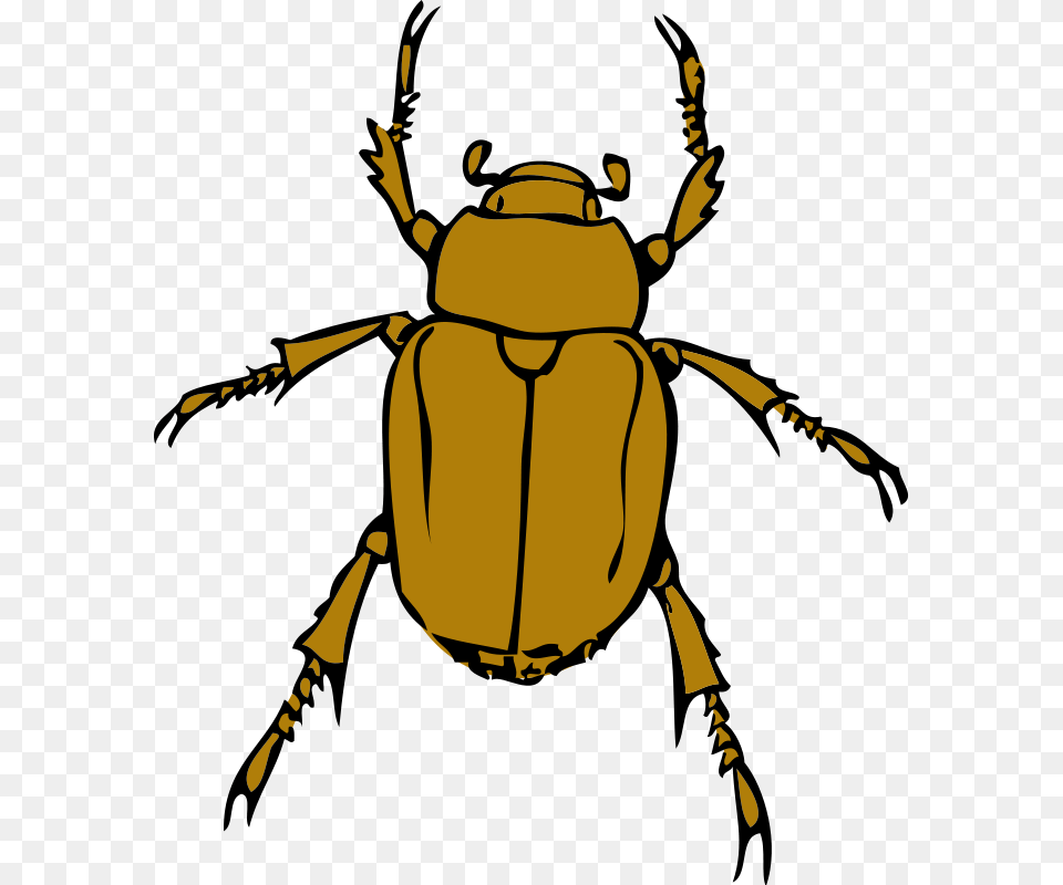 Image, Person, Animal, Dung Beetle, Insect Png
