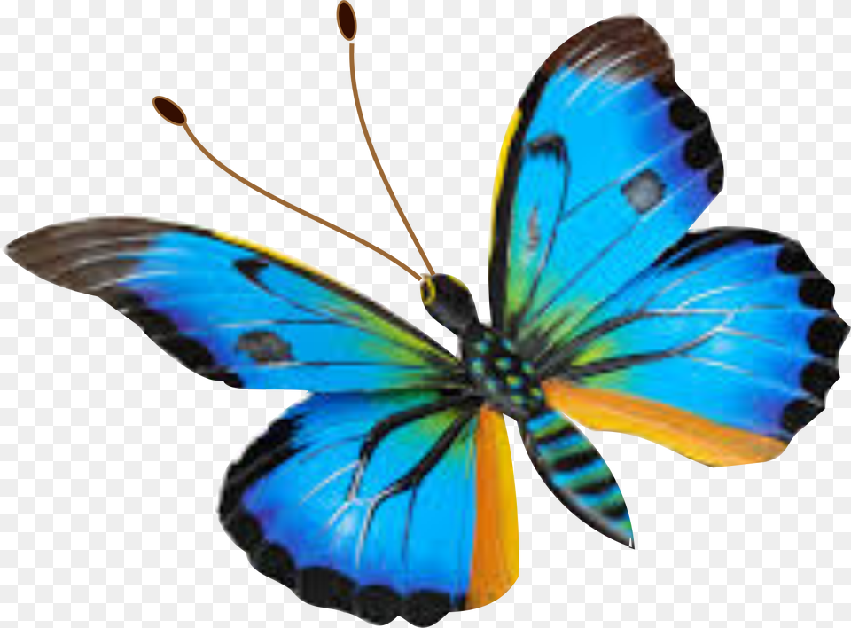 Image, Animal, Butterfly, Insect, Invertebrate Free Png