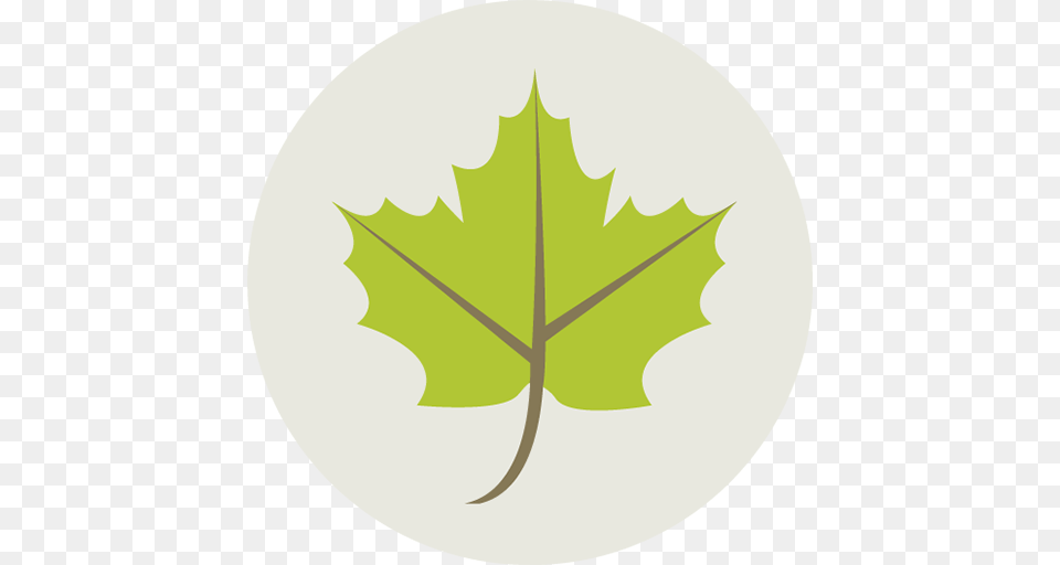 Image, Leaf, Maple Leaf, Plant, Tree Free Transparent Png