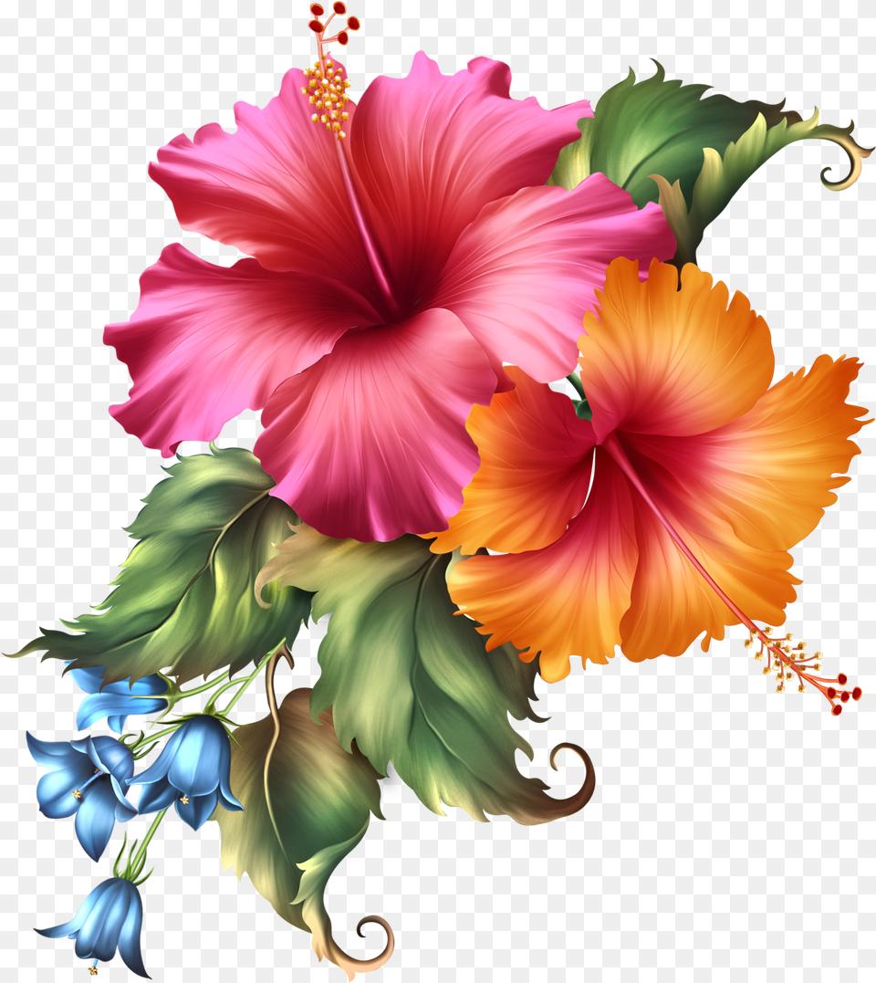 Image, Flower, Plant, Hibiscus Png