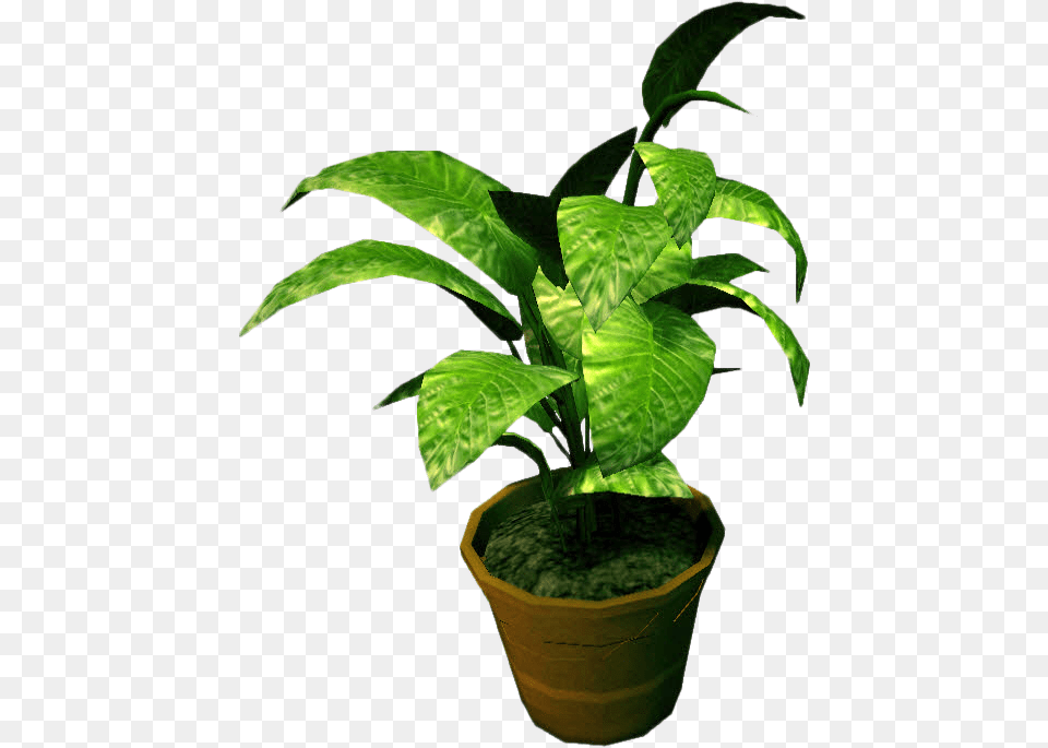 Leaf, Plant, Potted Plant, Flower Png Image