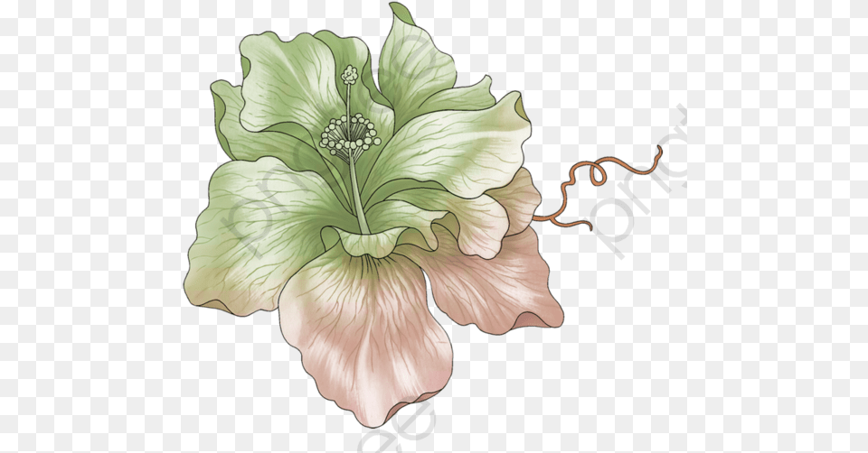 Image, Flower, Plant, Hibiscus, Petal Free Png