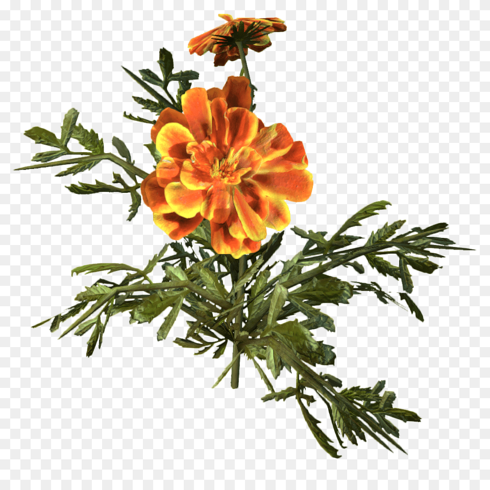 Image, Pollen, Plant, Petal, Flower Free Png