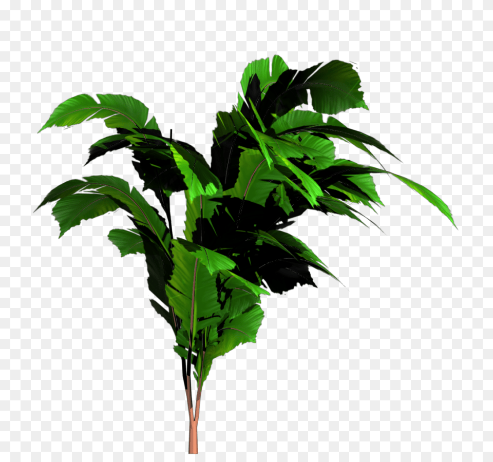 Image, Green, Leaf, Plant, Tree Free Png Download