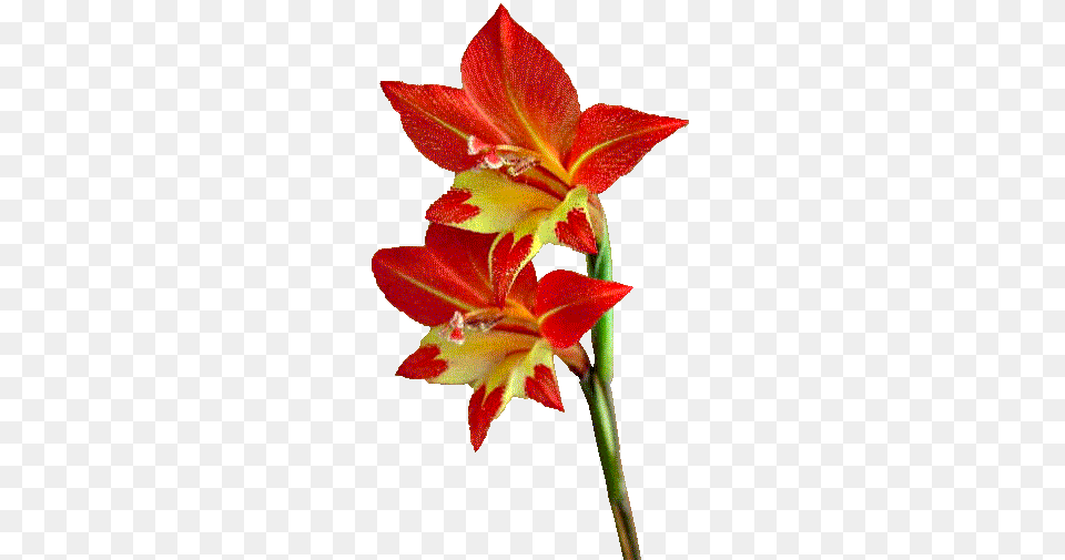 Flower, Plant, Gladiolus Png Image