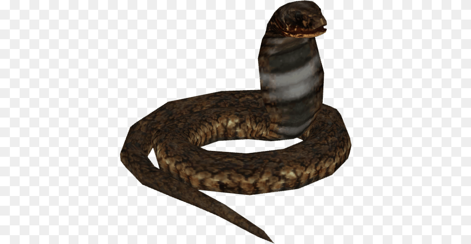 Image, Animal, Reptile, Snake, Cobra Free Png Download