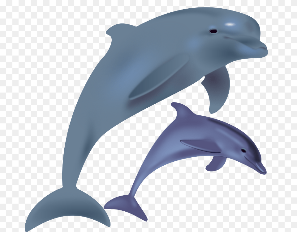 Animal, Dolphin, Mammal, Sea Life Png Image
