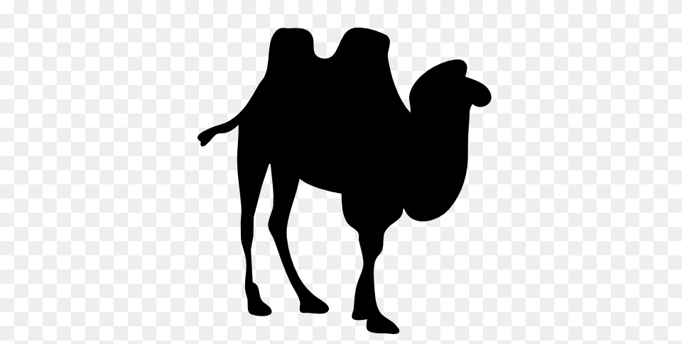 Image, Animal, Camel, Mammal, Kangaroo Png