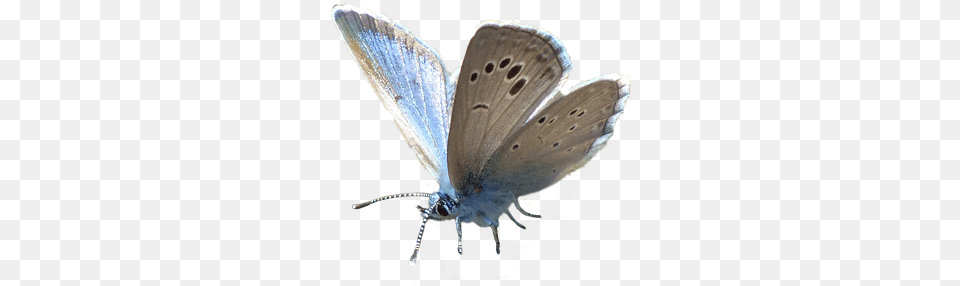 Image, Animal, Butterfly, Insect, Invertebrate Free Transparent Png