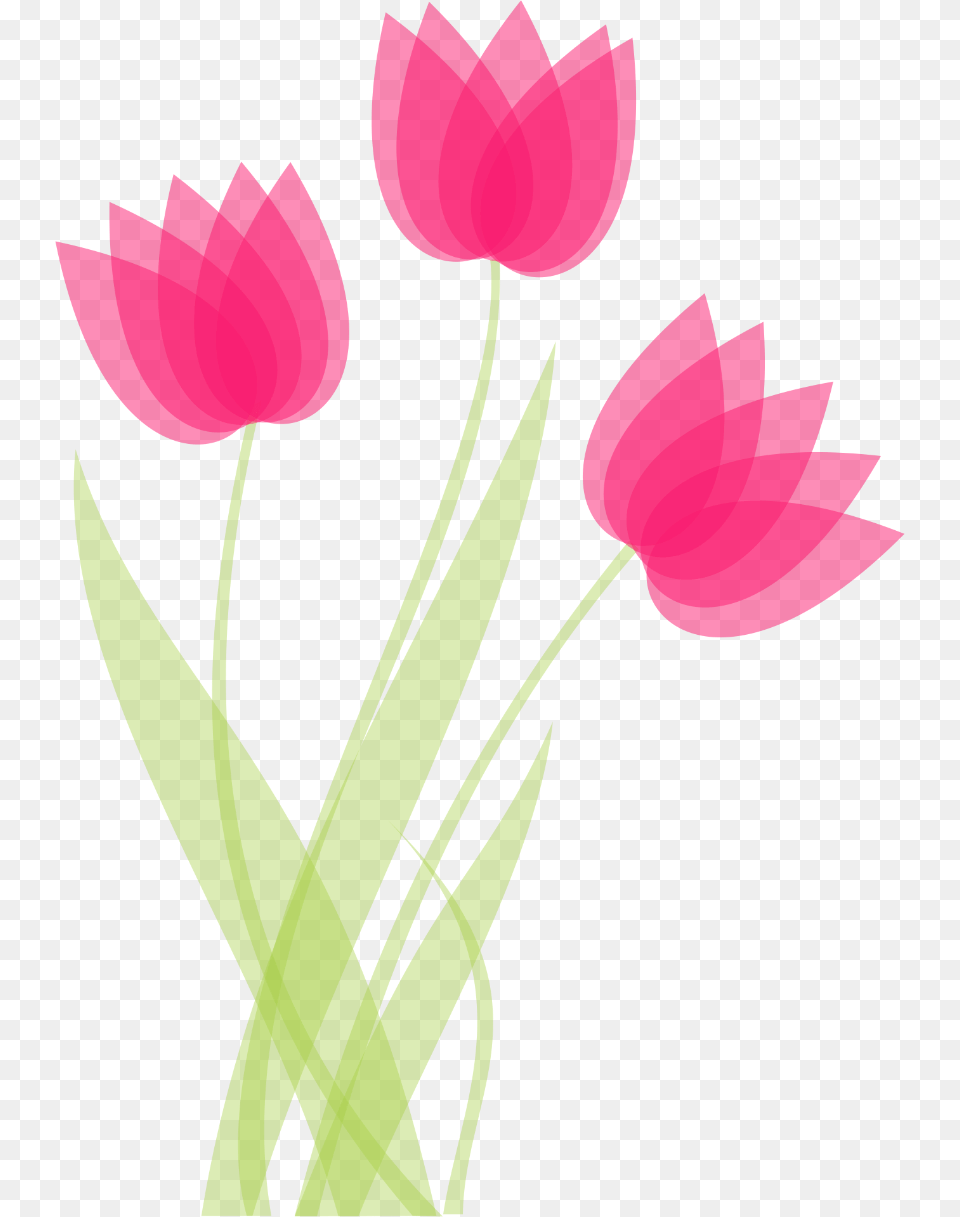 Image, Flower, Petal, Plant, Tulip Free Png Download