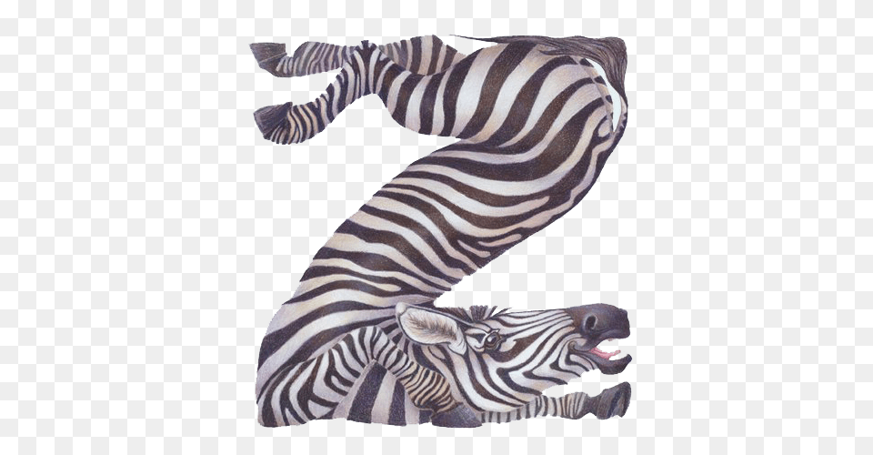 Animal, Mammal, Wildlife, Zebra Png Image