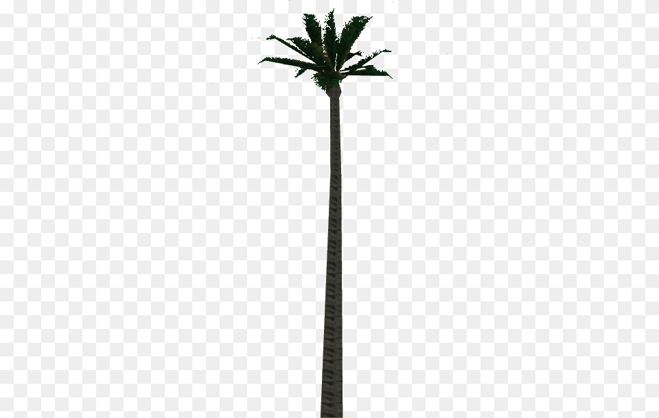 Palm Tree, Plant, Tree Png Image