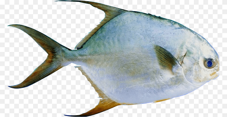 Image, Animal, Fish, Sea Life Free Png