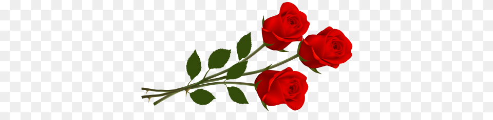 Flower, Plant, Rose Png Image