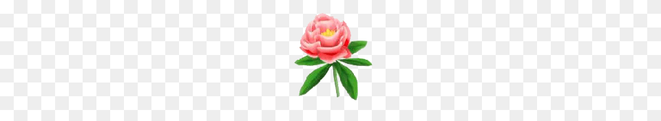 Flower, Petal, Plant, Rose Png Image