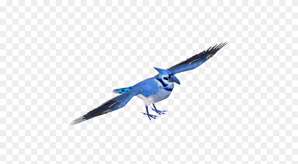 Image, Animal, Bird, Jay, Blue Jay Free Transparent Png