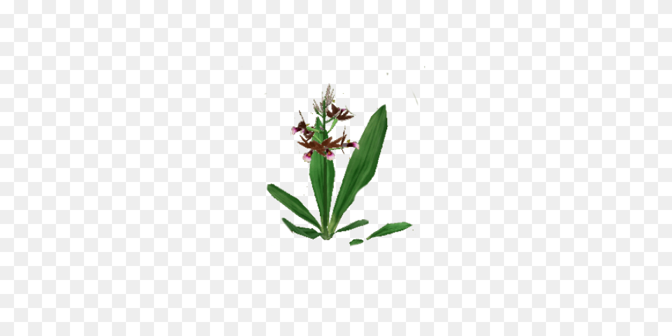 Acanthaceae, Flower, Plant, Petal Png Image