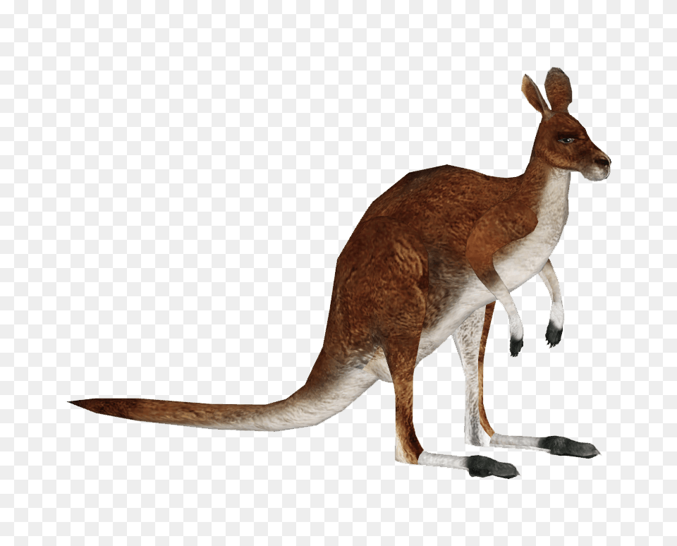 Image, Animal, Mammal, Kangaroo Free Png Download